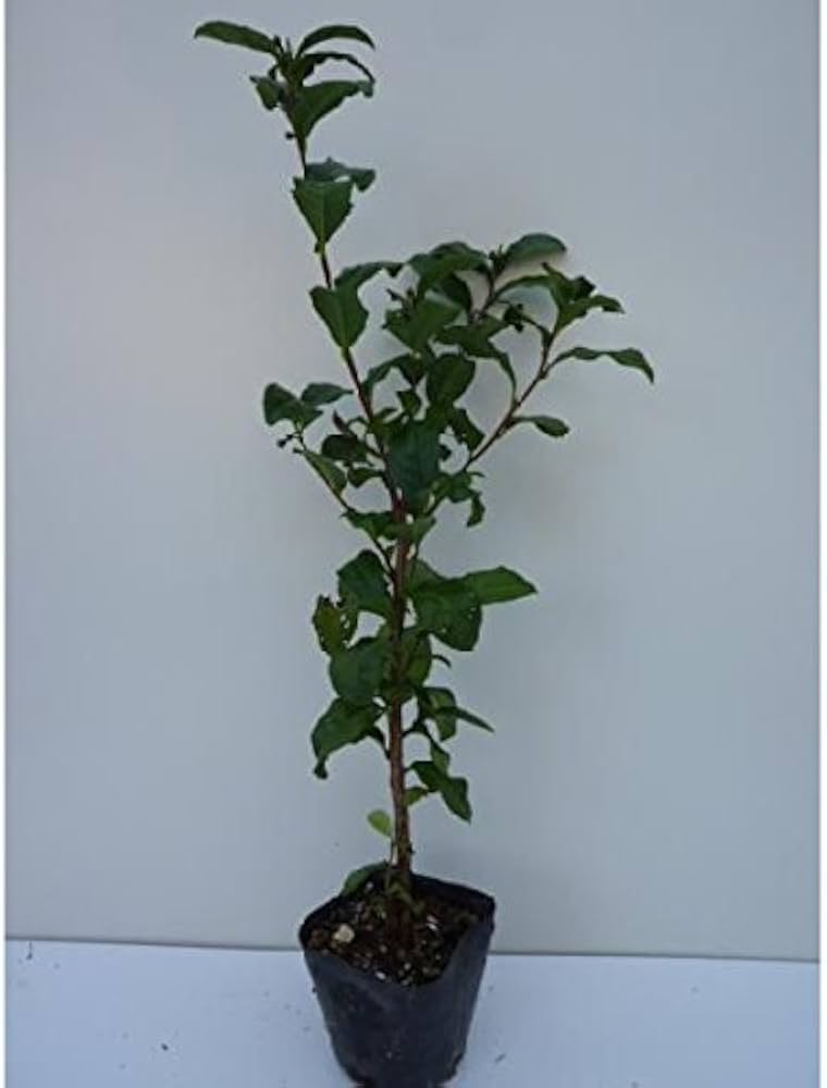 白樺の苗木 1.4メートル 10本+小苗10本 山葡萄苗木セット 白樺の 白樺の苗木 1.4メートル 10本+小苗10本 山葡萄苗木セット 白樺の